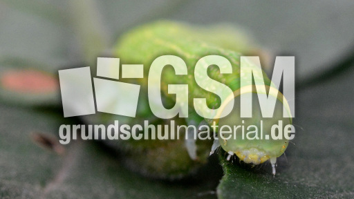 Raupe der Buchen-Kahneule (3).jpg